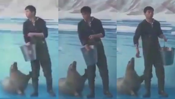 Un video viral muestra a una insistente foca pidiéndole a su cuidador que la alimente golpeando con su aleta una de sus piernas. | Crédito: @susantananda3 / Twitter.