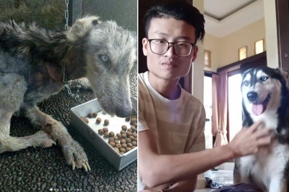VIDEO VIRAL | Perro abandonado al borde de la muerte se gracias al gran corazón un joven | Facebook viral | Indonesia | Fotos | Redes Sociales | Mascotas Perros | Tendencias | OFF-SIDE | DEPOR