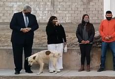 Perro orina a una intendenta de Jujuy mientras daba un discurso y la escena se vuelve viral