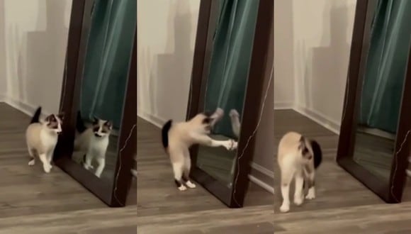 Un video viral muestra la inusitada reacción de un gato al verse reflejado frente a un espejo. | Crédito: u/TreKs / Reddit