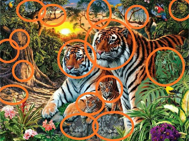 Here we show you the location of each of the tigers in the image of the viral challenge |  Photo: @isharmaneer