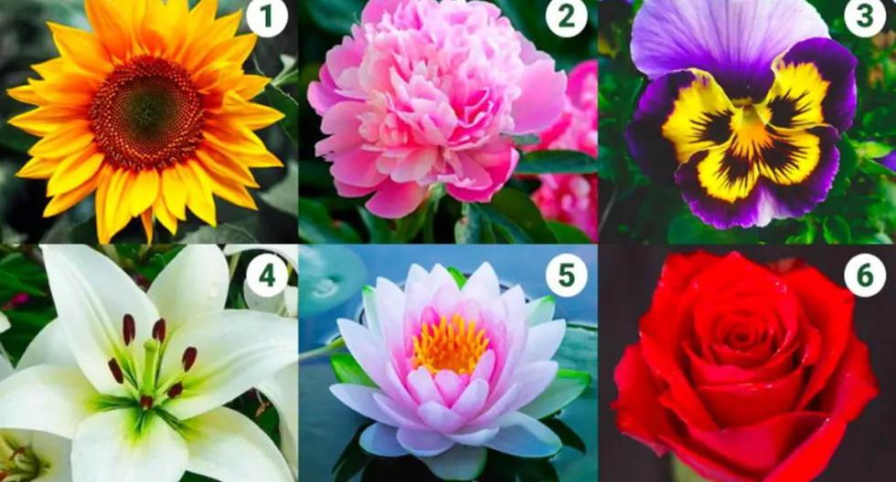 Visual Test |  What is your favorite flower?  Know all about your lifestyle by answering |  Mexico