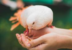 Lo más tierno que verás hoy: niño alimenta a unas aves dulcemente y se vuelve viral
