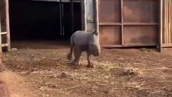 Un video viral tiene como protagonista a un rinoceronte bebé que corre alegremente. | Crédito: @RexChapman / Twitter.