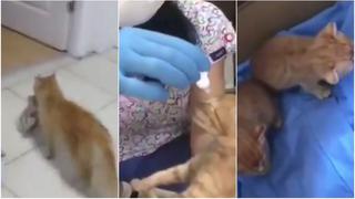 La reacción fue inesperada: gata llevó a sus crías al veterinario para que la apoyen [VIDEO]