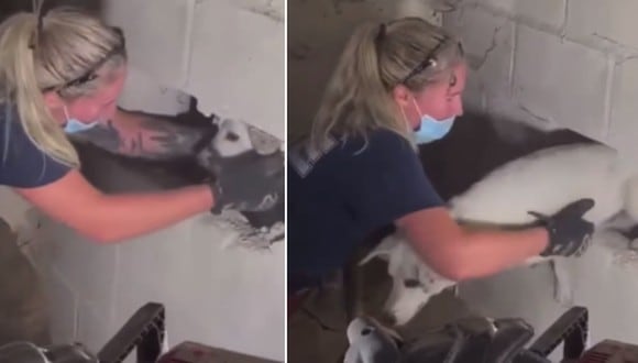 El video viral del momento en que rescatan a una perrita que quedó atrapada entre dos paredes. (Foto: Cincinnati Fire Department / Facebook)