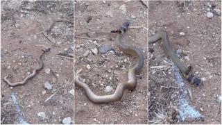 Hormiga no le teme a la muerte y se enfrenta a serpiente en épica batalla [VIDEO]