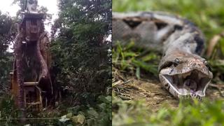 Se topan con descomunal serpiente oculta en el Caribe y aseguran es la más grande del mundo