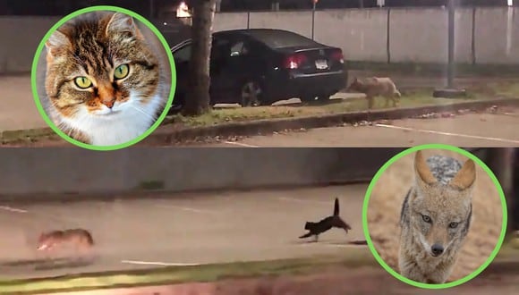 Un video viral muestra cómo un gato logró espantar a un coyote de un estacionamiento en Canadá. | Crédito: @PortMoodyPD / Twitter / Pixabay / Referencial