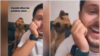 No podrás contener la risa: reacción de perro al escuchar la palabra ‘calle’ causa furor en TikTok [VIDEO]