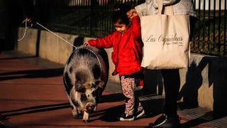 Argentina: conoce al cerdito que anima la cuarentena de grandes y chicos
