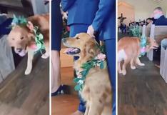 Perro protagoniza insólita escena durante la boda de sus amos y causa ternura en YouTube