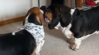 La reacción de dos perros que peleaban al escuchar que se abrió una bolsa de papas fritas