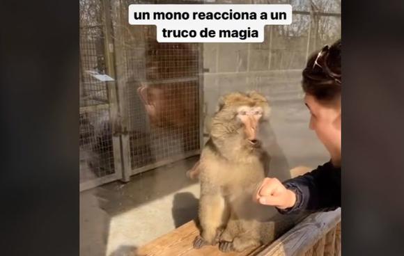 He showed a magic trick to a monkey and his reaction is viral (Video: TikTok/@raimbow.memes).