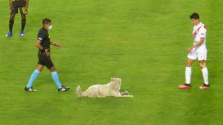 Pasó en Bolivia: perro fue figura de la cancha en el encuentro entre The Strongest-Nacional [VIDEO]