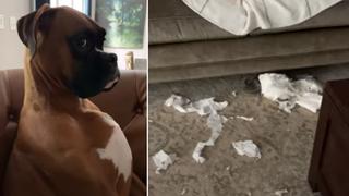 Perro divierte a todos al intentar disimular que no destrozó los rollos de papel higiénico