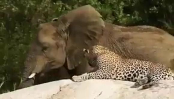 VIDEO VIRAL | A todos nos encanta ver la majestuosidad de los elefantes,  incluso a los leopardos | Twitter viral | Animales | nnda nnrt | OFF-SIDE |  DEPOR