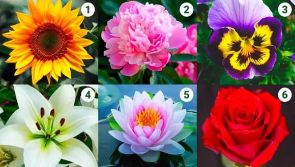 TEST VISUAL | En esta imagen se pueden apreciar bastantes flores. ¿Cuál es la que más te gusta? (Foto: namastest.net)