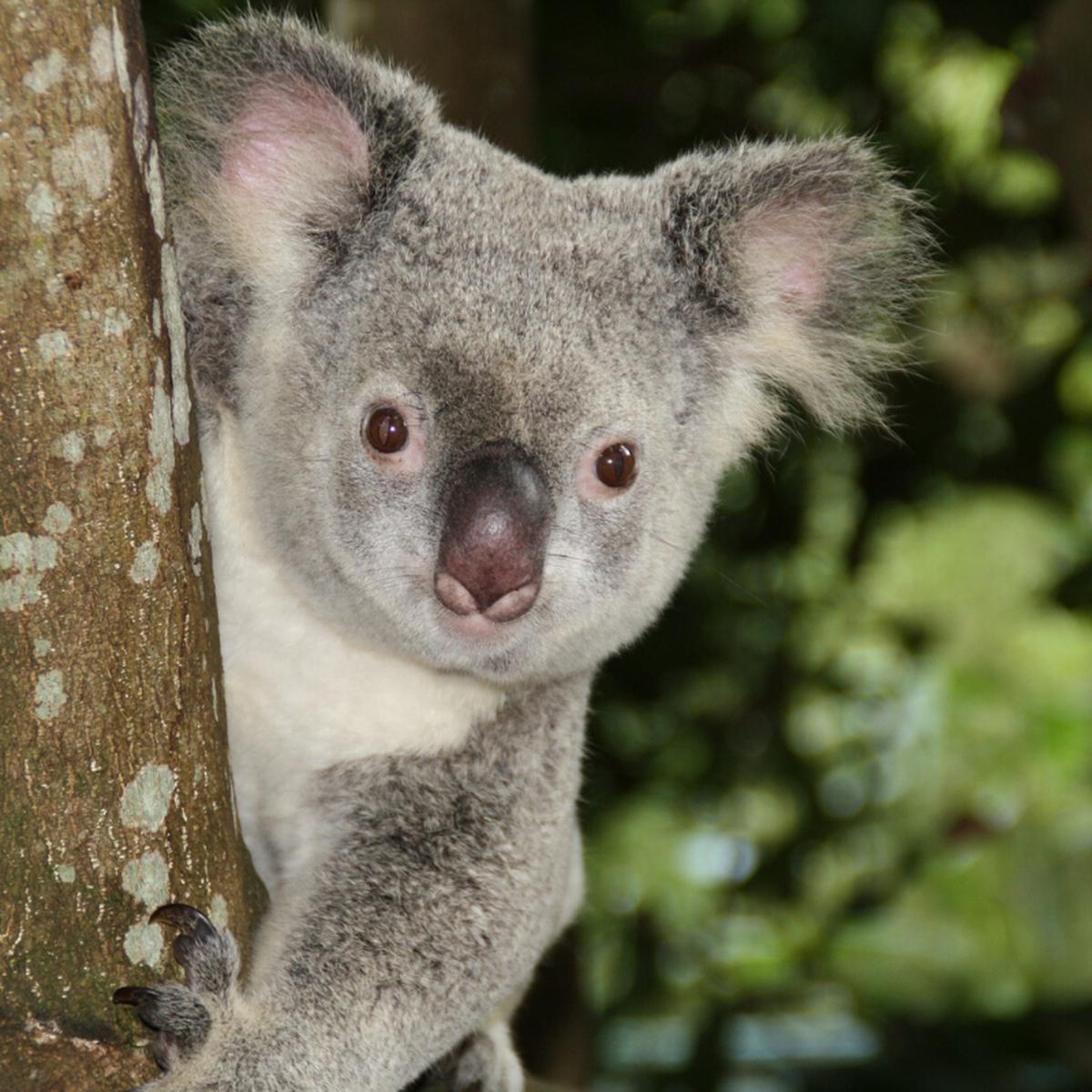 El Ultimo Koala - Como toda celebridad 😎⭐️, la jirafa 🦒 más