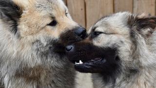 ¡Más feliz, imposible! La emotiva reacción de un perro tras dar su primer beso