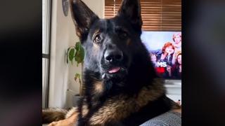 La espectacular reacción de un perro policía jubilado cuando su amo habla de drogas