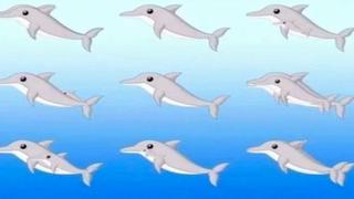 Descubre tu edad mental aquí según cuántos delfines puedas ver en este test visual