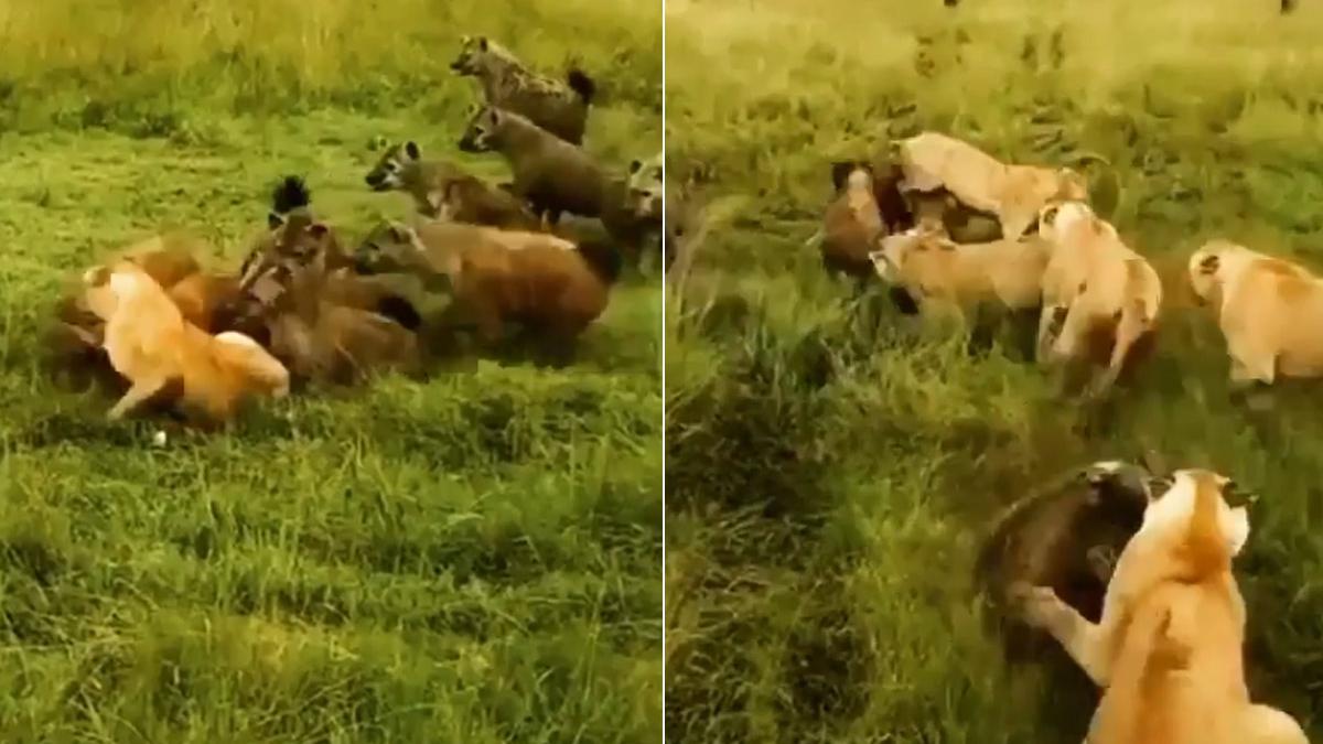 Leonas se enfrascan en una cruenta pelea con una manada de hienas para  salvar a su compañera | video viral | Instagram | Dean Schneider | zoo |  animales | USA |