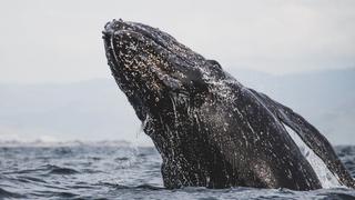 Un par de ballenas en peligro de extinción se dan un ‘abrazo’ y sorprenden a científicos  