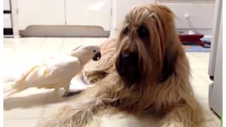 Cacatúa aprender a ladrar para poder comunicarse con un perro y es la sensación en YouTube
