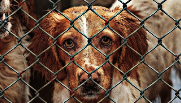 Sweety fue rescatado de una granja de perros y su reacción al conocer a su salvador se volvió viral. (Foto: Referencial / Pixabay)