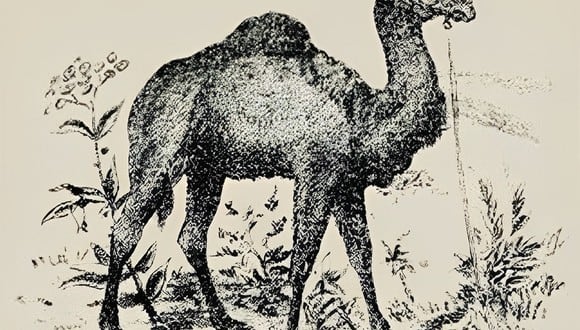 Solo una mente prodigiosa encontrará en este reto visual el rostro del cuidador del camello. (Foto: Genial.Guru)
