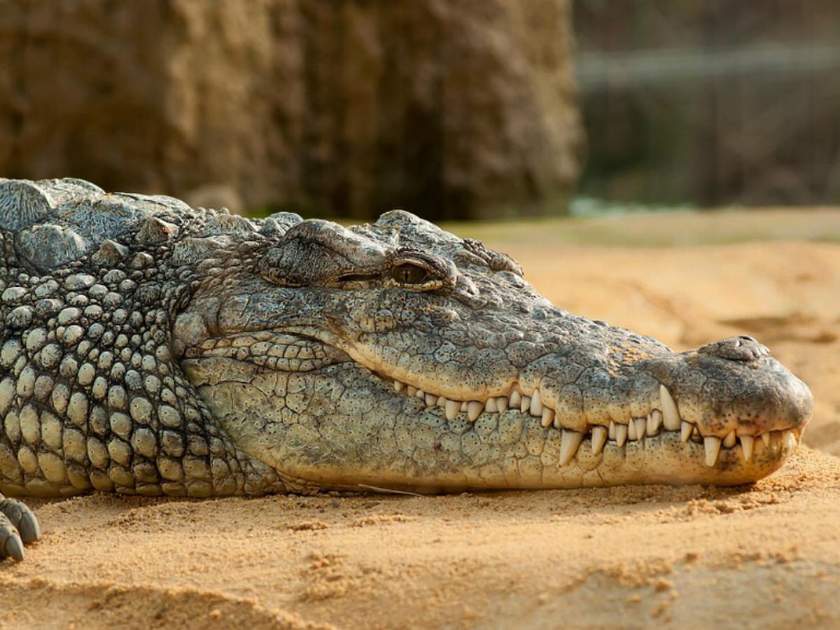 Foto viral | La foto de un cocodrilo que carga a más de 100 crías y que  podría ser la imagen del año | Facebook | FB | Tendencias | Animales | Zoo  | nnda nnrt | OFF-SIDE | DEPOR