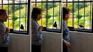 La emotiva conexión entre una señora y un ave que se hizo viral en TikTok