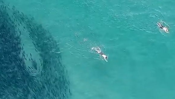 Bañistas nadaron sin saberlo entre varios tiburones en playa de Australia. (Facebook)