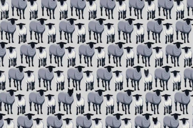 Foto 1 de 3 | Ubica en el menor tiempo posible a los 6 lobos disfrazados de ovejas que están en la imagen. | Foto: Noticieros Televisa. (Desliza hacia la izquierda para ver más fotos)
