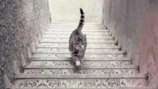 ¿Sube o baja? Resuelve el clásico reto viral del gato en las escaleras