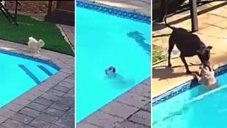 Video viral: Distraída mascota es rescatada por perro cuando estaba a punto de ahogarse