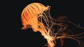 El asombroso video grabado por un buzo a una medusa