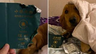 Una mujer evitó viajar a Wuhan después de que su perrita se “comiera” su pasaporte