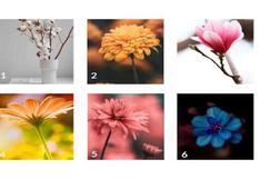 Test de personalidad: descubre qué te depara el futuro con solo escoger una de las flores