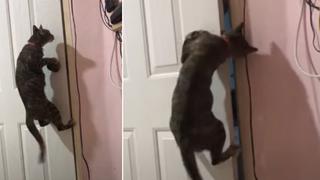 Gato se vuelve una sensación viral en redes por su forma de abrir una puerta