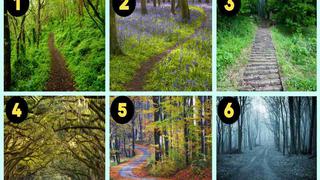 Escoge 1 de los 6 caminos del bosque y descubre cuál es tu tipo de personalidad