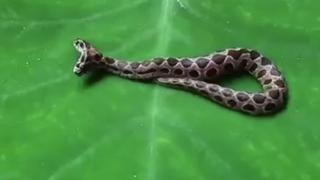 ¡En alerta! Encuntran extraña serpiente de dos cabezas en la India y es extremadamente venenosa 