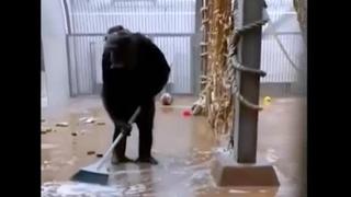 Viral: chimpancé encuentra una escoba y barre su jaula