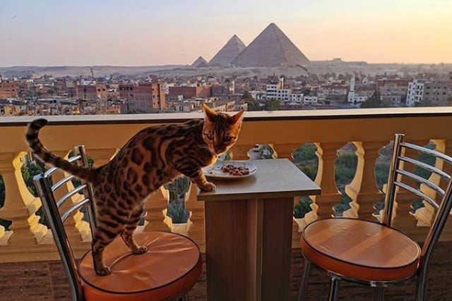 Foto 1 de 5 | El gato, mientras come en el balcón de su propietario, disfruta de una impactante vista. | Foto: bengalyoshi / Instagram. (Desliza hacia la izquierda para ver más fotos)