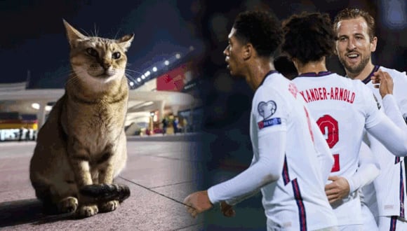 Inglaterra ‘adopta’ un gato qatarí tras su eliminación del Mundial. (Foto: Internet)