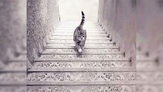 Test viral: mira si el gato sube o baja las escaleras y descubre nuevos rasgos sobre ti