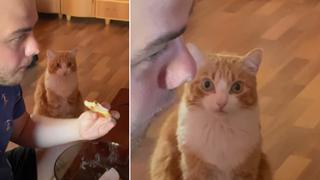 La reacción de un gato al ver a dueño devorar un sándwich se vuelve viral
