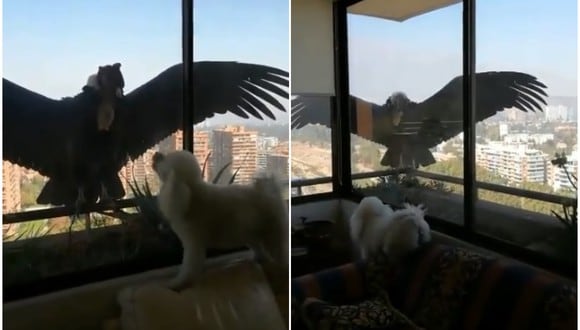 Las aves llegaron al balcón de un edificio para acechar a unas personas, pero el can no se amilanó y les hizo frente. (Foto: Don Hockaday / Facebook)