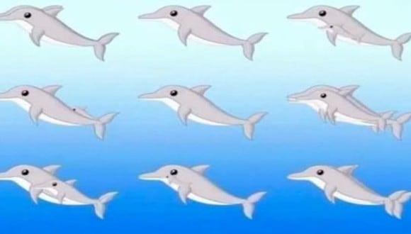 Conoce tu edad mental según cuántos delfines puedes contar en el test visual realmente. (Foto: Genial.Guru)